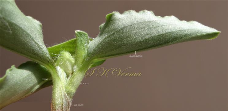  Leaf